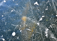image of weeds visible below the ice